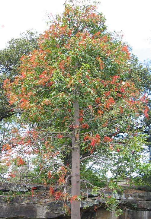 �J�G�f�o�g�b�N���m�L