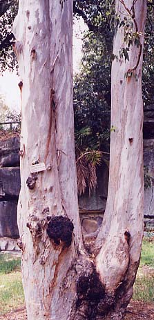 �t�H���X�g���b�h�K��