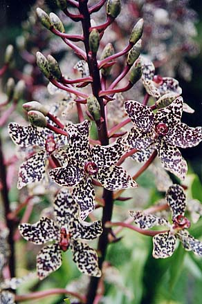 �W���C�A���g�I�[�L�b�h