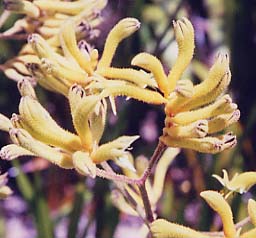 �J���K���[�|�[