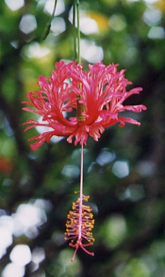 �R�[�����n�C�r�X�J�X