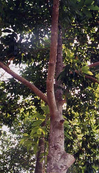 �C�����C����