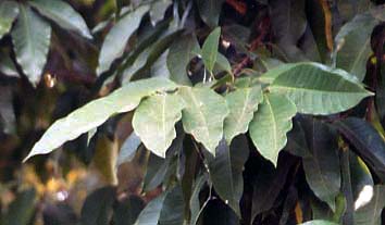 �C�����C�����̗t