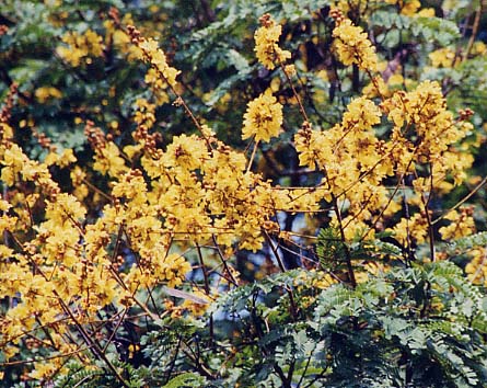 �R�E�G���{�N