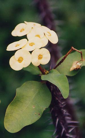 �n�i�L����