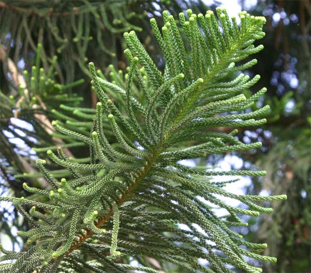 Araucaria�@columnaris�̗t