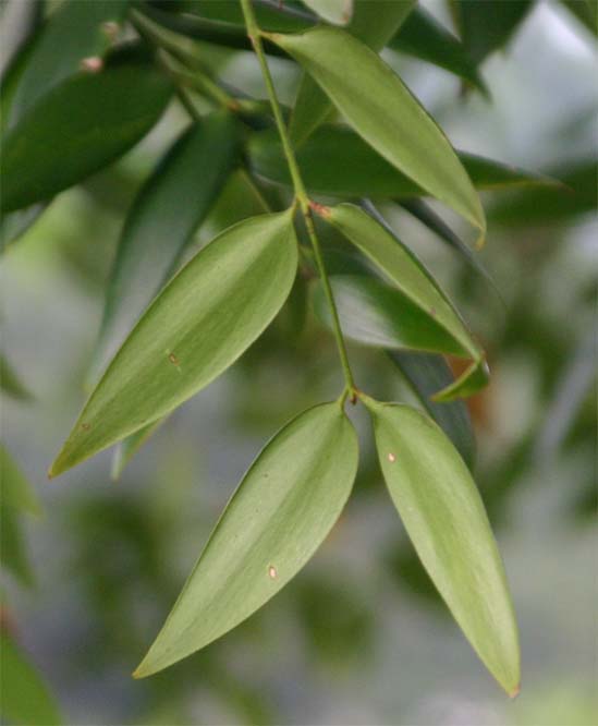 �{���l�I�A�K�`�X�̗t