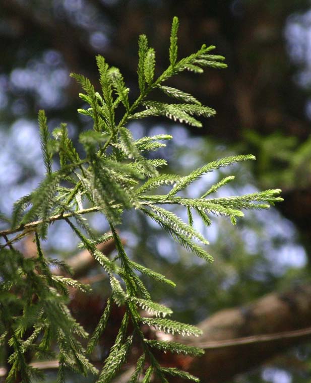 �_�N���h�X�M