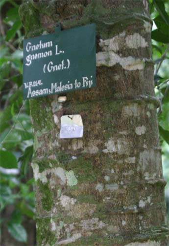 �O�l�����m�L��