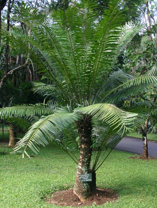 �}�N���U�~�A��