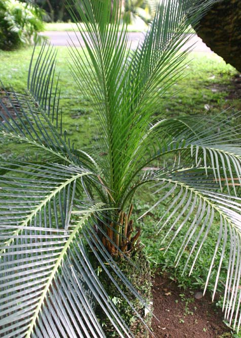 �}�N���U�~�A��