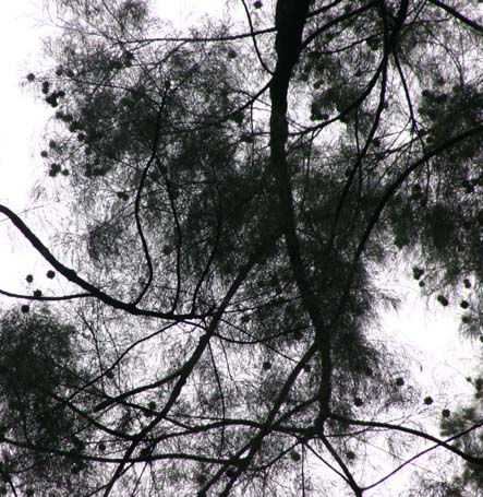 �X�}�g�����N�}�I�E