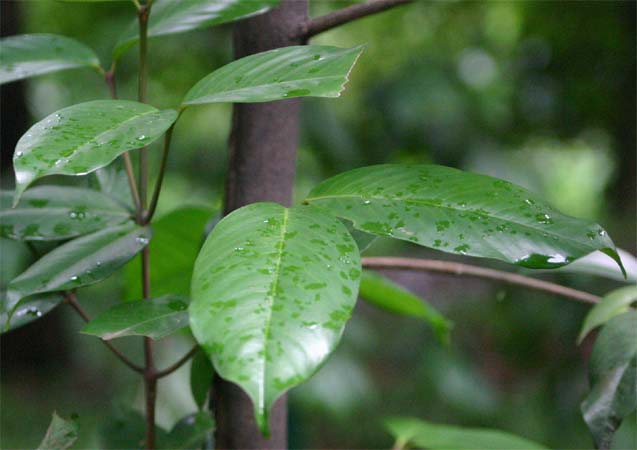 �I�I�o�m�}���S�X�`��