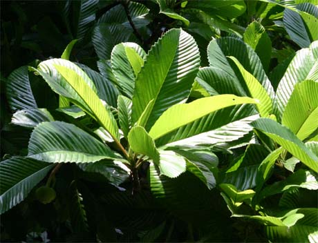 �r�����h�L