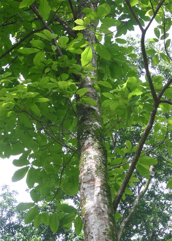 �o�^�[�i�b�g�m�L