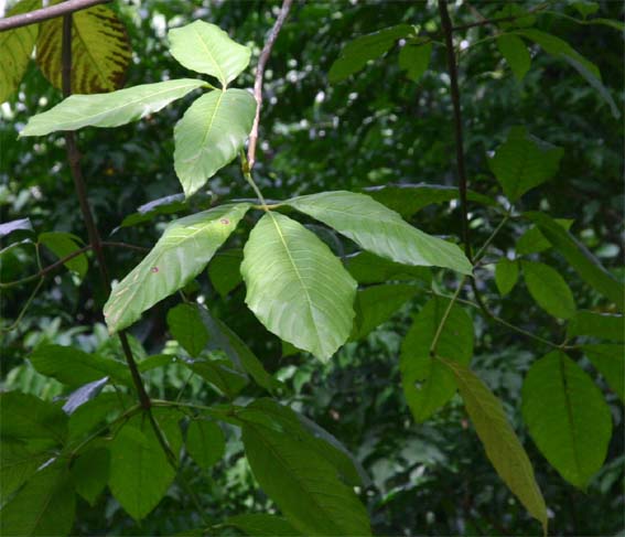 �o�^�[�i�b�g�m�L�̗t