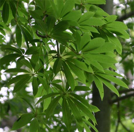 �J�|�b�N�̗t