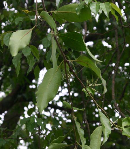 �i�����E�C�k�J���R�̗t