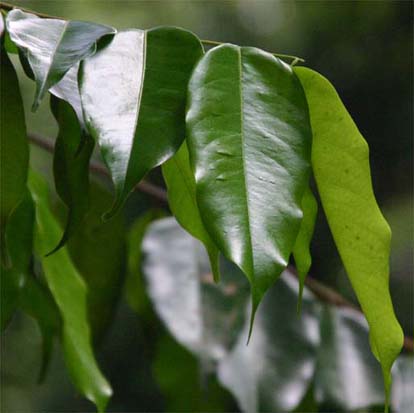 �e���o�[�K�̗t