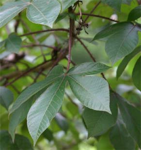 �A�J�o���g���t�@