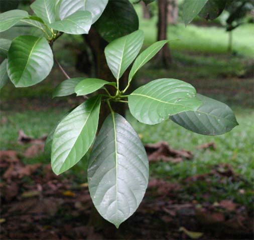 �~�h�������o�C�̗t