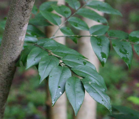 �j�I�C�V�^��