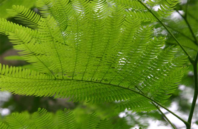 �e�B���{�̗t