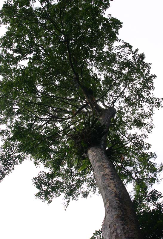 �^�C�w�C���E�e�c�{�N�̊�