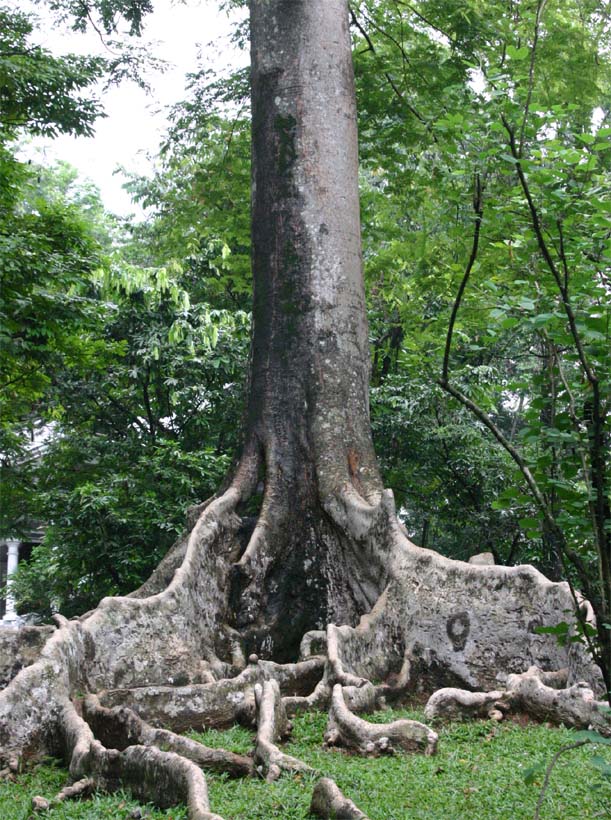 �����K���X�̔�