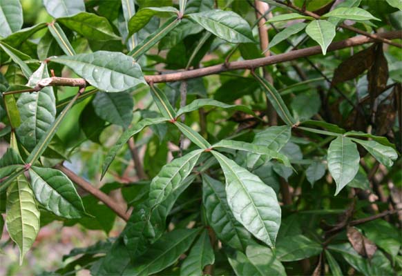 �X���i���j�K�L�̗t