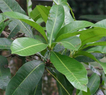 �����K�X�̗t