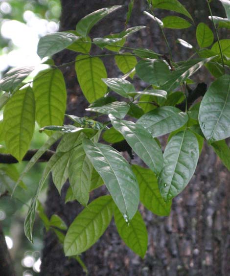 �I�I�o�}�z�K�j�[�̗t