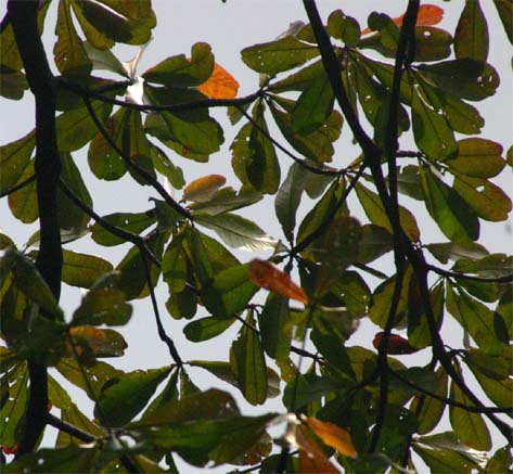 ���j�|�[�̗t