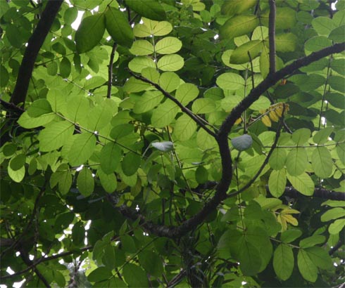 �J�G���{�N�̗t