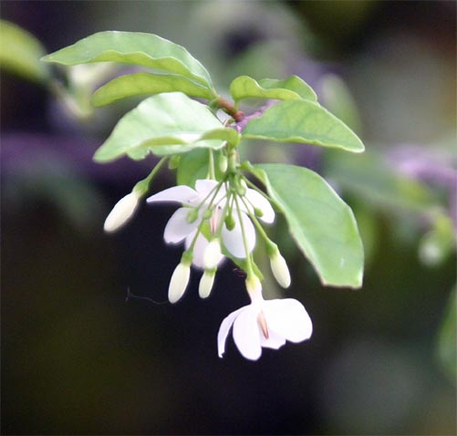 Wrightia�@religiosa