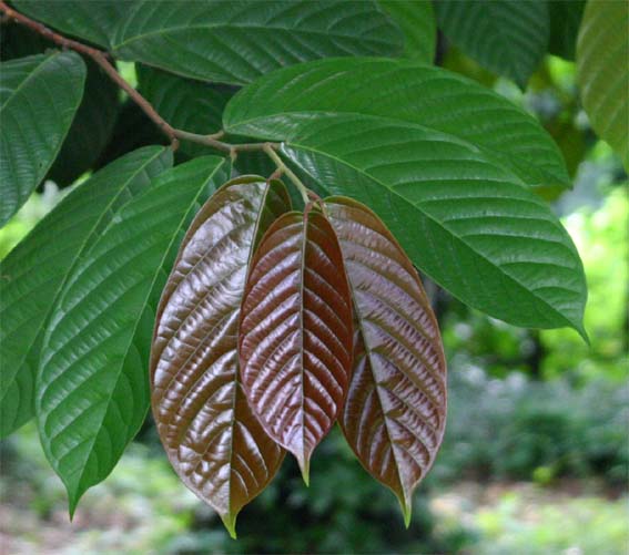 �u���A���̗t