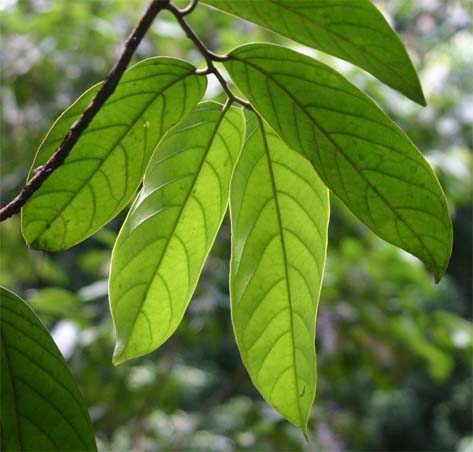 �u���A���̗t��