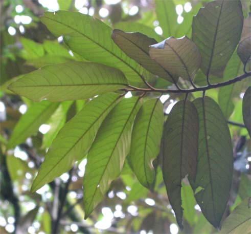 �n�}�j�N�Y�N�̗t��