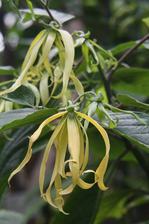 �C�����C�����̉�