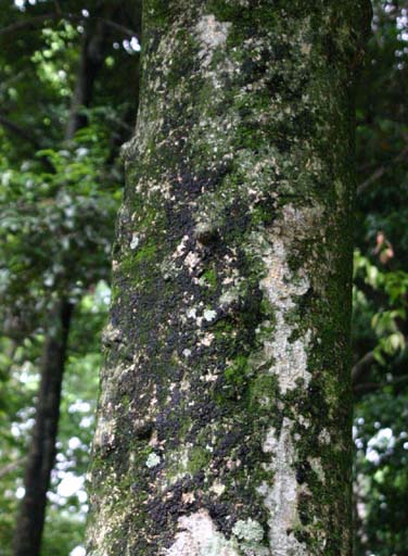 ���_���e���X�̎���