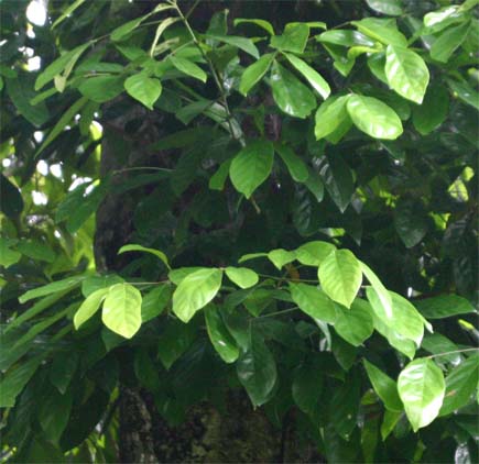 ���_���s�T���̗t