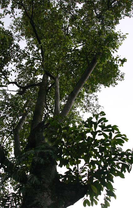 ���_���s�T���̊�