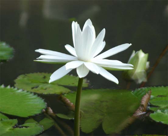 �G�W�v�g�X�C����