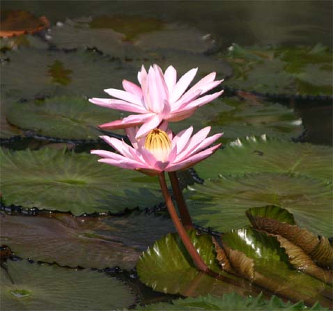 �G�W�v�g�X�C����