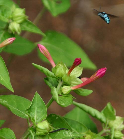 �I�V���C�o�i