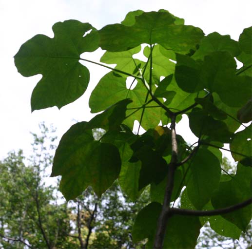 �{���h�[���t��