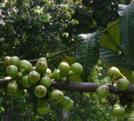 �^���J���b�N�̎�