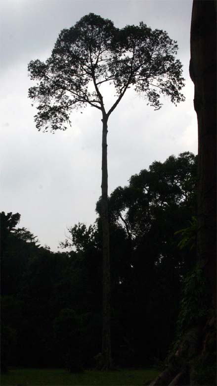 �^���J���b�N�̎��p