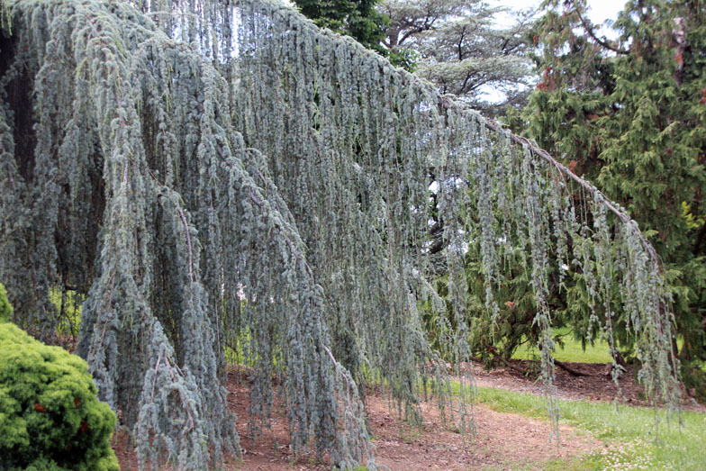 �A�g���X�V�[�_�[�t