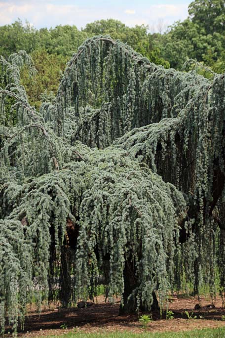 �A�g���X�V�[�_�[